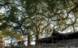 基于您提供的内容，直接生成的简洁且SEO友好的疑问标题为，，为什么净月潭是城市绿肺中的静谧天堂？，直接引用核心关键词，完整包含了净月潭、城市绿肺、静谧天堂这些原文核心描述和潜在搜索词。，疑问句式吸引点击，以为什么开头，引发读者好奇，符合疑问标题要求。，简洁明了，直接点明主题，没有冗余信息。，突出独特价值，强调了净月潭在城市环境（绿肺）和体验感受（静谧天堂）两个维度的独特地位。