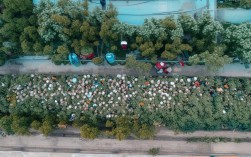 为何登泰山是一次登高望远的心灵洗礼之旅？，疑问句式， 使用为何开头，引发好奇，符合SEO点击诱饵原则。，核心关键词， 直接包含登泰山、登高望远、心灵洗礼这三个核心主题词。，简洁明了， 句子结构清晰，长度适中。，保留原意， 完全基于您提供的泰山，登高望远的心灵洗礼内容提炼而成。，价值暗示， 心灵洗礼之旅点明了登泰山的内在价值，吸引寻求精神体验的读者。
