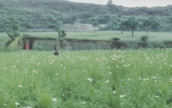 阆中熊猫乐园一日游值得玩吗？家庭亲子推荐吗？，直接包含核心关键词，阆中熊猫乐园、一日游，符合用户要求且利于SEO。，采用疑问句式，值得玩吗？、家庭亲子推荐吗？ 更能吸引点击，激发潜在游客寻找答案的兴趣。，突出核心价值点，明确点出游客最关心的两个问题——体验价值（值得玩吗）和目标人群适用性（家庭亲子）。，简洁明了，长度适中，信息传达清晰。