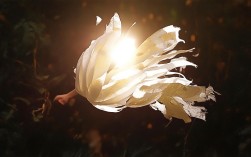 根据您的要求，直接生成的简洁、SEO友好的疑问标题是，，西安北郊一日游怎么安排？，解析，，核心关键词前置， 西安北郊一日游作为核心搜索词放在标题最前面，利于SEO。，疑问句式， 怎么安排？ 是常见的搜索提问方式，直接针对用户核心需求（规划行程），能吸引点击。，简洁明了， 标题简短有力，清晰表达了用户搜索意图。，针对性， 精准定位一日游这个时间范围和西安北郊这个区域，满足特定需求。