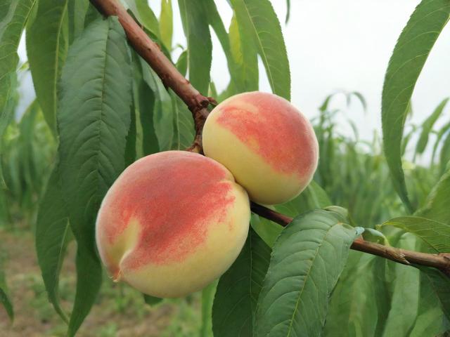 西安周边哪里可以摘桃子？-图1