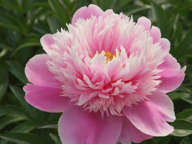 芍药居附近有哪些权威医院?-图1 芍药居附近有哪些权威医院?-图1
