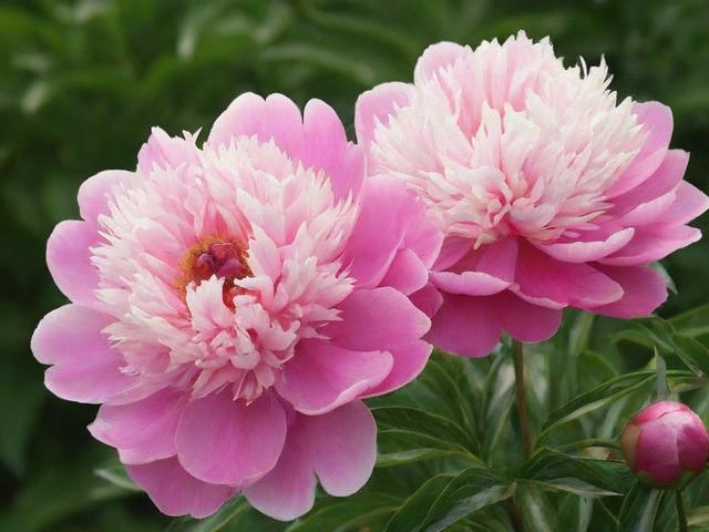 芍药居附近有哪些权威医院？-图2