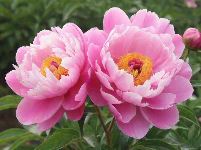 芍药居附近有哪些权威医院？-图3