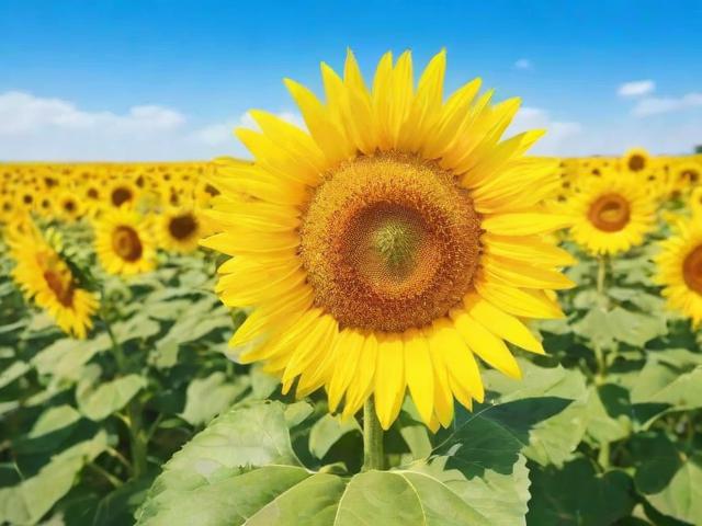 西安周边哪里可以看向日葵花海?金色秘境推荐-图1 西安周边哪里可以看向日葵花海?金色秘境推荐-图1