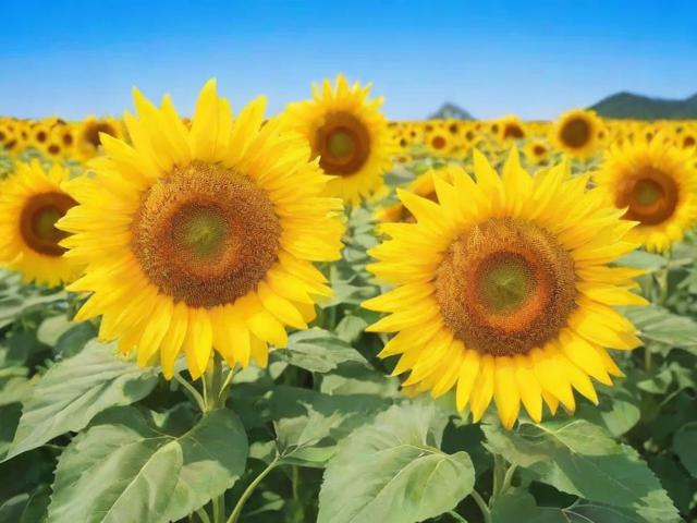 西安周边哪里可以看向日葵花海?金色秘境推荐-图2 西安周边哪里可以看向日葵花海?金色秘境推荐-图2