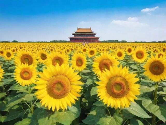 西安周边哪里可以看向日葵花海?金色秘境推荐-图4 西安周边哪里可以看向日葵花海?金色秘境推荐-图4