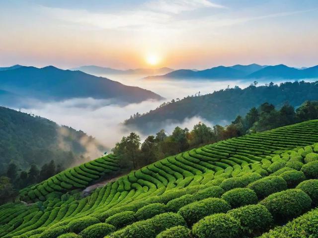 「如何在云山茶海7:30-9:00解锁清晨仪式感?」-图4 「如何在云山茶海7:30-9:00解锁清晨仪式感?」-图4