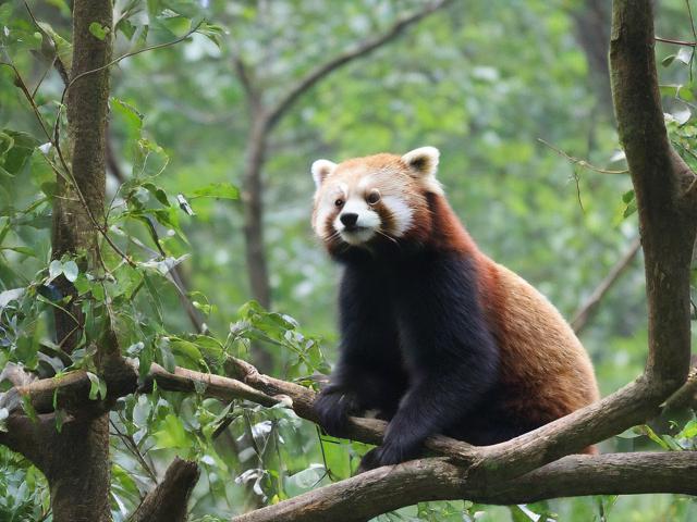 根据您提供的内容,生成的简洁且SEO友好的疑问标题是,,如何在上午开启自然与动物的探索之旅?,核心优化点,,疑问句式, 以如何开头,直接引发读者好奇和点击欲。,包含核心关键词, 完整包含上午、自然、动物、探索这些用户提供的关键词,利于SEO抓取。,行为动词开启, 比探索更具行动导向,暗示读者可以参与其中。,简洁明了, 长度适中,信息传达清晰无冗余。,吸引力, 探索之旅比奇妙世界更具参与感和过程感。-图3 根据您提供的内容,生成的简洁且SEO友好的疑问标题是,,如何在上午开启自然与动物的探索之旅?,核心优化点,,疑问句式, 以如何开头,直接引发读者好奇和点击欲。,包含核心关键词, 完整包含上午、自然、动物、探索这些用户提供的关键词,利于SEO抓取。,行为动词开启, 比探索更具行动导向,暗示读者可以参与其中。,简洁明了, 长度适中,信息传达清晰无冗余。,吸引力, 探索之旅比奇妙世界更具参与感和过程感。-图3