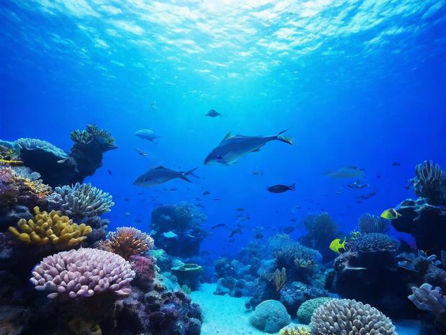 上海长风海洋世界一日游怎样规划?魔都水下奇境必看攻略-图4 上海长风海洋世界一日游怎样规划?魔都水下奇境必看攻略-图4