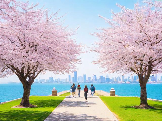 大连哪里能一日尽赏樱花?-图2 大连哪里能一日尽赏樱花?-图2