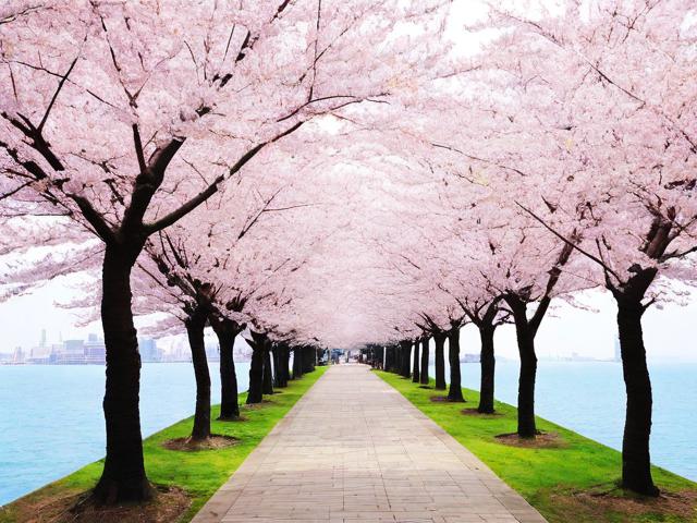 大连哪里能一日尽赏樱花?-图3 大连哪里能一日尽赏樱花?-图3