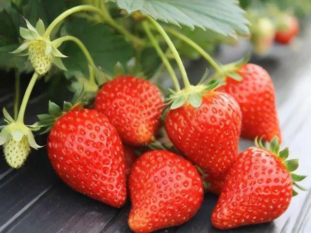 燕郊摘草莓的最佳季节是什么时候?附交通路线推荐!-图1 燕郊摘草莓的最佳季节是什么时候?附交通路线推荐!-图1