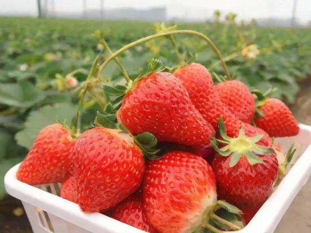 燕郊摘草莓的最佳季节是什么时候?附交通路线推荐!-图2 燕郊摘草莓的最佳季节是什么时候?附交通路线推荐!-图2